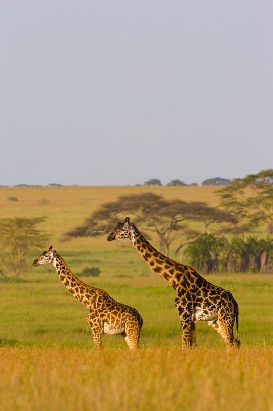 Giraffes